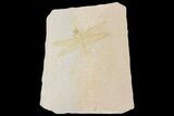Fossil Dragonfly (Pos/Neg) - Solnhofen Limestone #169836-3